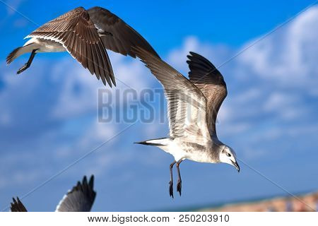Albatross A Large Sea Bird With A Long Beak And Narrow Wings, Black And White Feathers, Feeds On Fis