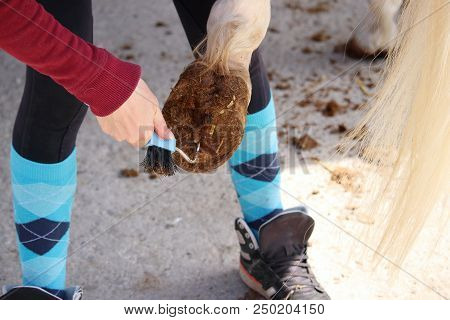 A Hoof Care Of A White Horse Before Being Mounted