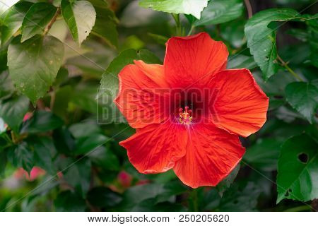Red Chinese Hibiscus, China Rose, Hawaiian Hibiscus, Rose Mallow And Shoeblackplant