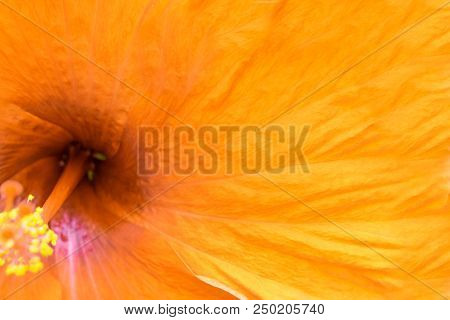 Close Up Texture Of Orange Hibicus Flower, Tropical Flower