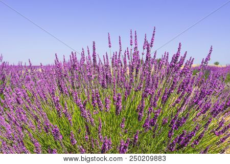 Lavender Bush On Blue Sky Background. Provence, France
