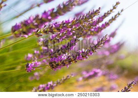 Lavender Inflorescence. Close Up. Background. Provence, France