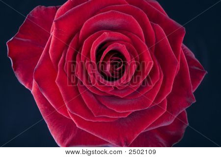Rosa roja