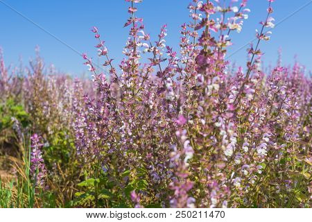 Pink Wildflowers Of Provence On Blue Sky Background