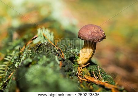 Boletus And Pudding Next To Each Other