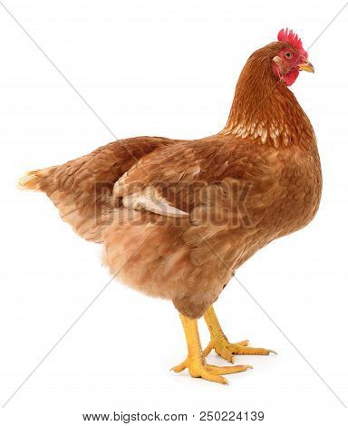 Brown Hen Isolated On A White Background.