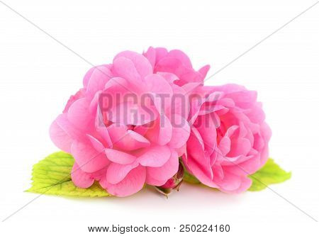 Beautiful Bouquet Of Pink Rose Flowers Isolated On White Background.