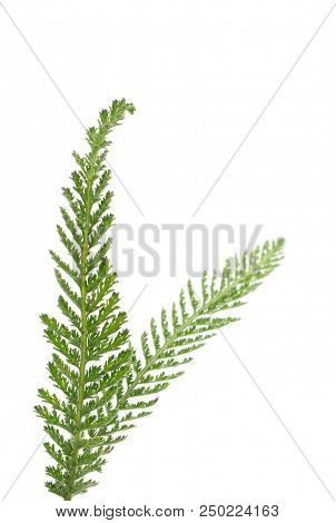 Yarrow (achillea Millefolium) Isolated On White Background.