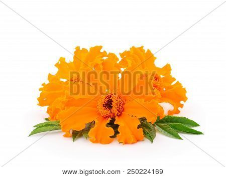 Beautifu Marigold Flower Isolated On White Background.