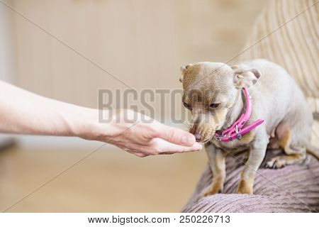 Little Pinscher Ratter Prazsky Krysarik Purebreed Small Dog Eating Food For Human Owner Male Hand.