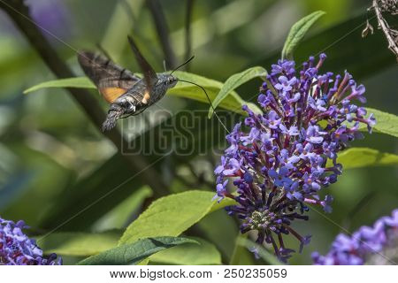 Sphinx Of The Gallium On Buddleja