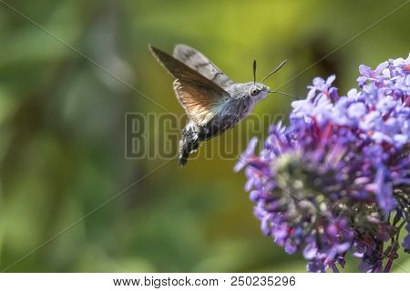 Sphinx Of The Gallium On Buddleja