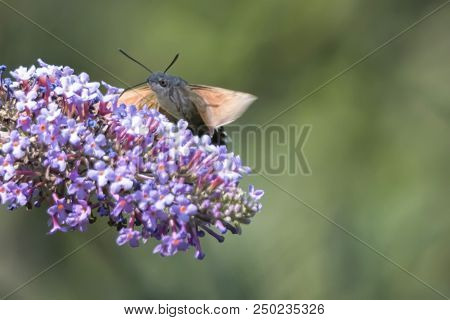 Sphinx Of The Gallium On Buddleja