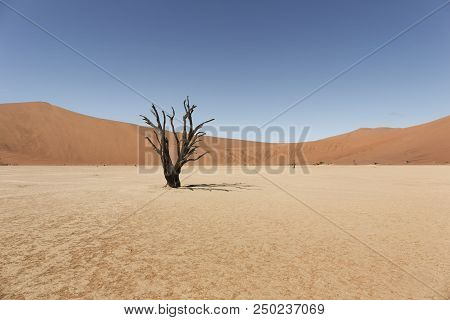 Namibia Namib Desert Deadvlei. Desert With Dead Tree