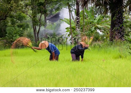 Farmer Are Planting Rice In The Rainy Season,asia Farmer Transplanted Rice Seedlings To Be Sent For 