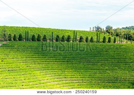 The Beautiful Vineyard Of Collio, Friuli Venezia-giulia, Italy