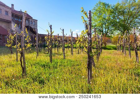 Vineyard View Of Alaverdi Orthodox Monastery In Kakhetia Region In Eastern Georgia