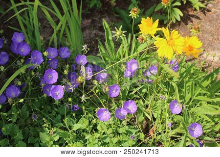Wild Carpathian Bellflower Campanula Carpatica In A Garden Meadow In Summer