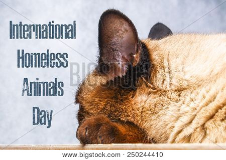 World Day Of Stray Animals. 18 August. International Homeless Animals Day