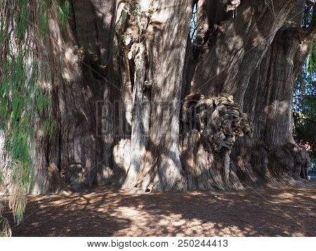 Stoutest Trunk Of The World Of Great Montezuma Cypress Tree At Santa Maria Del Tule City In Mexico A