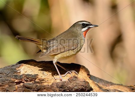 Beautiful Male Siberian Rubythroat (luscinia Calliope) Standing On Ground