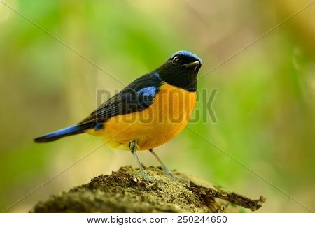 Beautiful Male Rufous-bellied Niltava (niltava Sundara) In Thai Forest