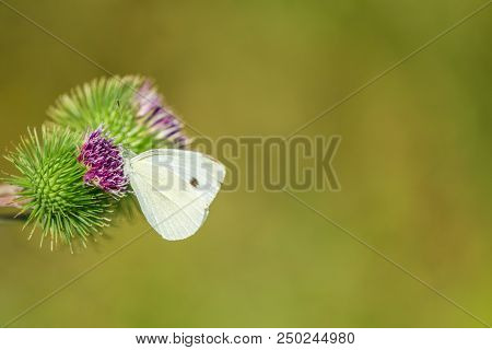Close-up Of A Cabbage White (pieris Rapae) Butterfly Who Is Pollinated A Green Flowering Cirsium Arv