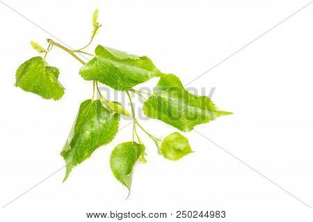 One Whole Fresh Green Plant Linden Tree Fresh Cordate Leaves Flatlay Isolated On White