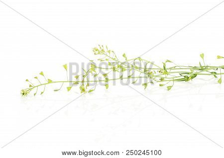 Group Of Three Whole Fresh Green Plant Shepherds Purse Bunch Weed Isolated On White