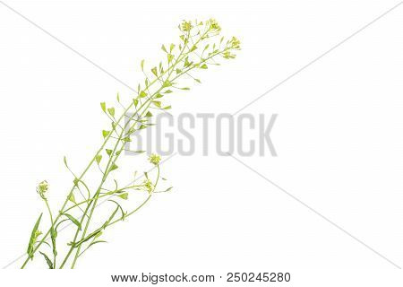 Group Of Three Whole Fresh Green Plant Shepherds Purse Flatlay Isolated On White