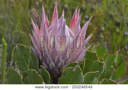 King Protea In Wild, Fynbos, In Mountain