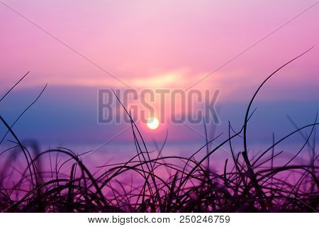Blur Sunset On The Sea And Silhouette Grass On Beach Colorful Purple Sky