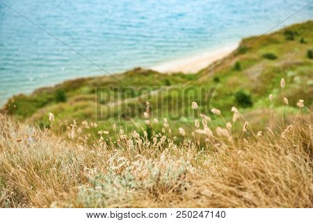 wild grass and trees on high coast by the sea, beautiful landscape, summer travel concept