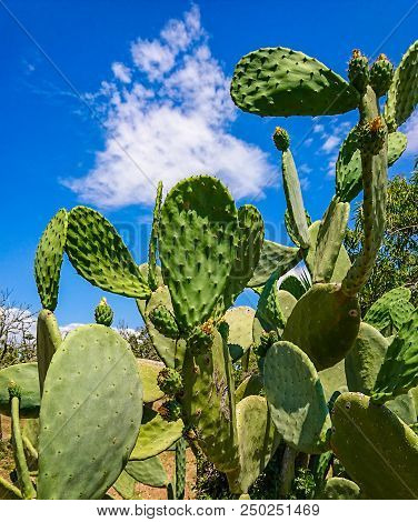 A Large Prickly Pear Or Prickly Pear Cactus, Opuntia. Of Green Color With Several Leaves And Flowers