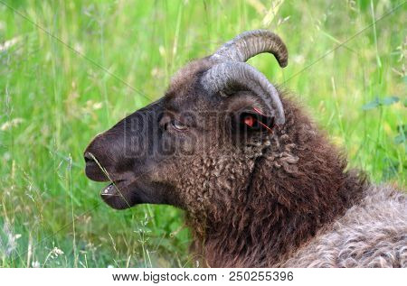 Landscape with goats in a meadow. Flam. The famous tourist town. Place of transfer from the most beautiful railway of Europe Flamsbahn to a sea liner or ferry. une 17,2018. Flam, Norway, Scandinavia.