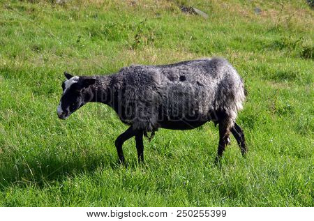 Landscape with goats in a meadow. Flam. The famous tourist town. Place of transfer from the most beautiful railway of Europe Flamsbahn to a sea liner or ferry. une 17,2018. Flam, Norway, Scandinavia.