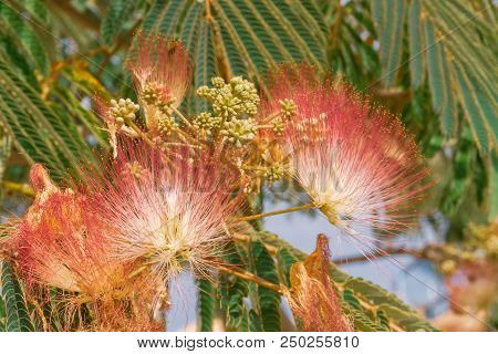 Beautiful Flowers Of A Tree Of The Lankaran Acacia Or Albizia Lankaran