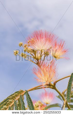 Beautiful Flowers Of A Tree Of The Lankaran Acacia Or Albizia Lankaran
