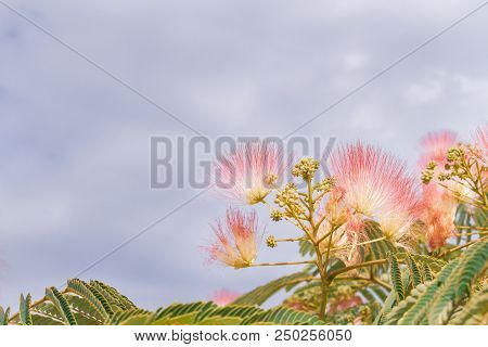 Beautiful Flowers Of A Tree Of The Lankaran Acacia Or Albizia Lankaran