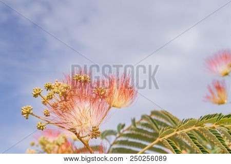 Beautiful Flowers Of A Tree Of The Lankaran Acacia Or Albizia Lankaran