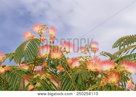 Beautiful Flowers Of A Tree Of The Lankaran Acacia Or Albizia Lankaran