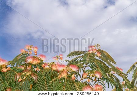 Beautiful Flowers Of A Tree Of The Lankaran Acacia Or Albizia Lankaran