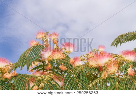 Beautiful Flowers Of A Tree Of The Lankaran Acacia Or Albizia Lankaran