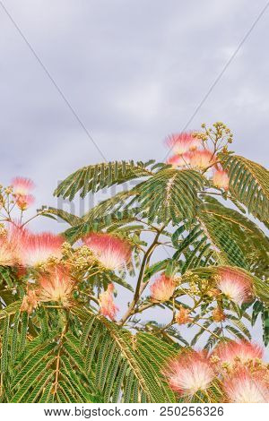 Beautiful Flowers Of A Tree Of The Lankaran Acacia Or Albizia Lankaran