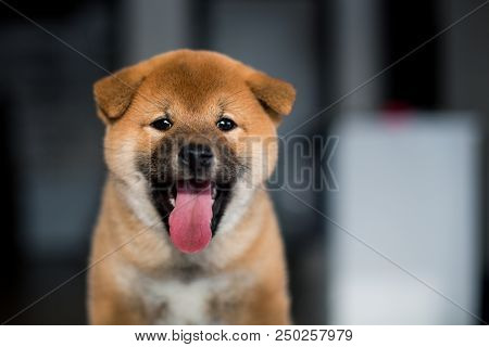 Portrait Of Ute Shiba Inu Dog Puppy With Tonque Out On A Dark Background