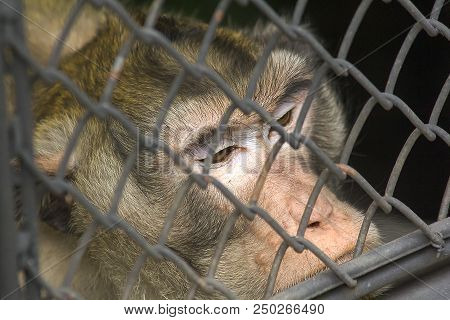 Crab-eating Macaque In The Zoo
A Creature That Has A Low Risk Of Extinction.