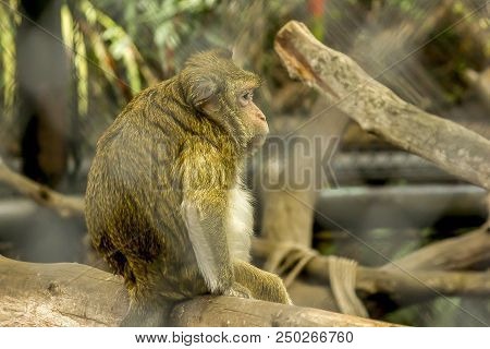 Crab-eating Macaque In The Zoo
A Creature That Has A Low Risk Of Extinction.