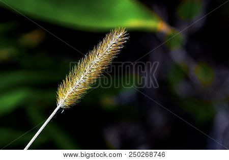 A Feathertop Grass Flower In A Sunny Day
