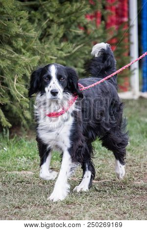 Portrait Of Border Collie Dog On A Walk In Belgium