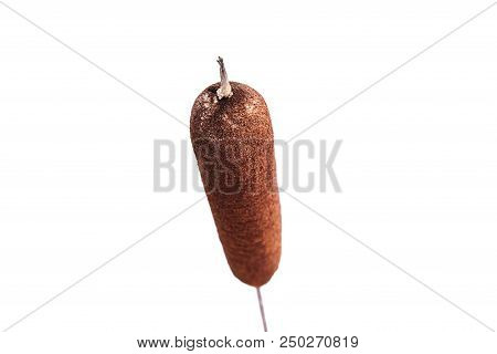 Soft Focus Of Typha Flowering Plants, Also Called Bulrush, Reedmace, Cattail On White Background